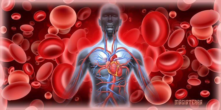 Кровеносная и сердечно-сосудистая система